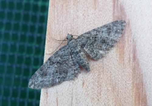 Eupithecia cocciferata